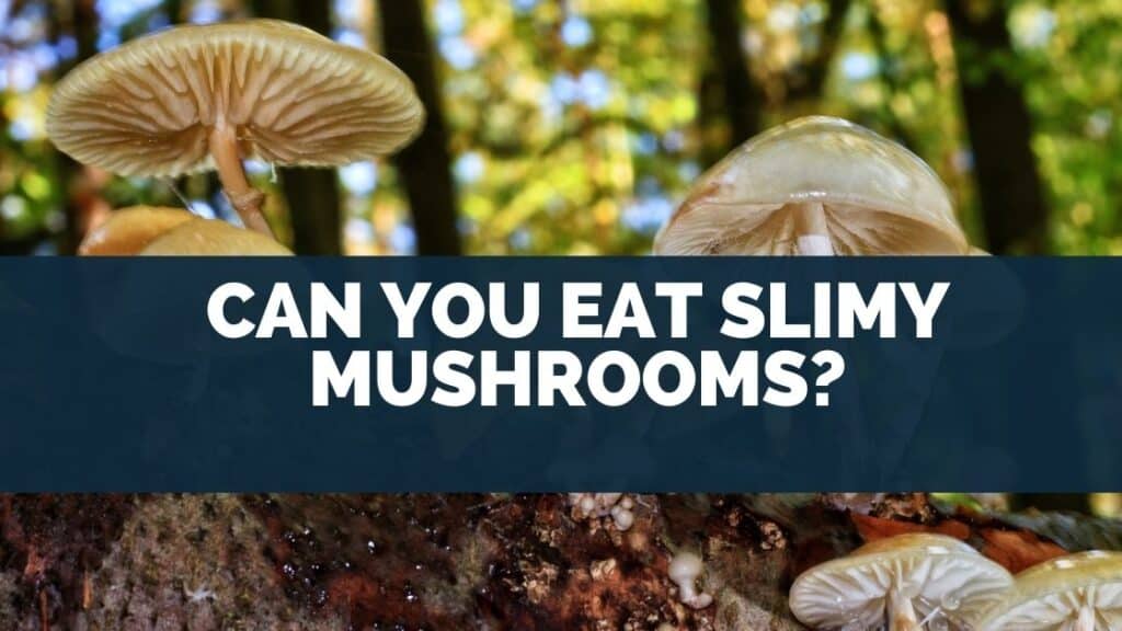 Can You Eat Slimy Mushrooms