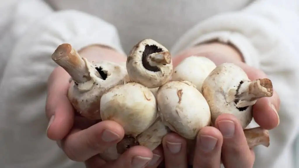 Can a pure vegetarian eat mushrooms