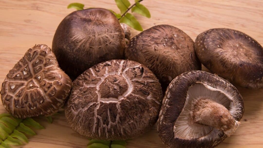 Can You Eat Shiitake Mushrooms Raw? [What Happens]