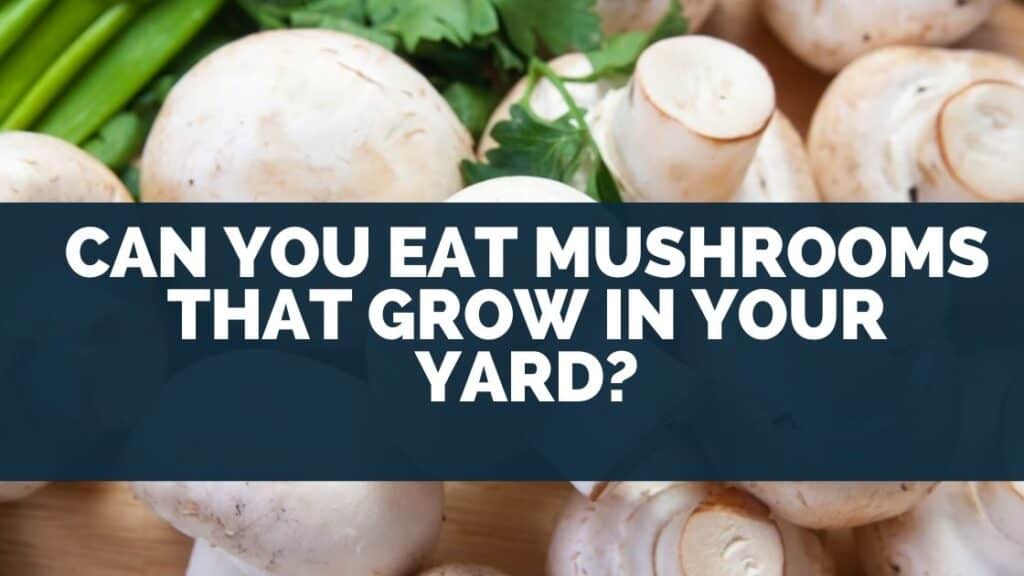 Can you eat mushrooms that grow in your yard