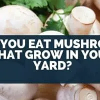 Can you eat mushrooms that grow in your yard