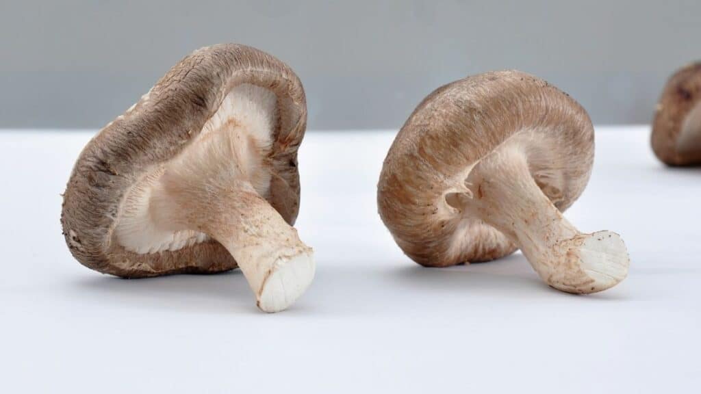 Can you eat shiitake mushroom stems