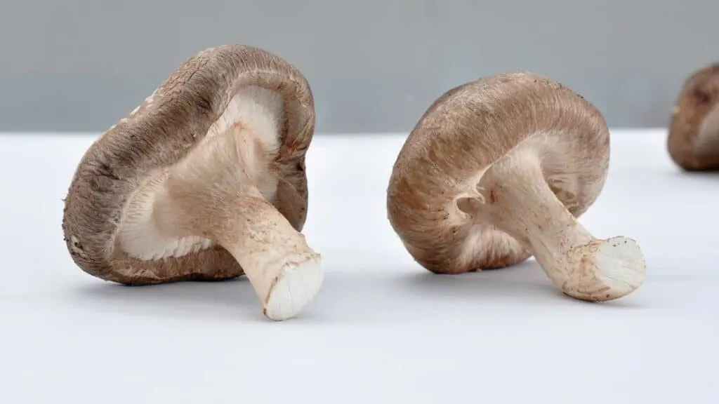 Can You Eat Shiitake Mushrooms Raw? [What Happens]
