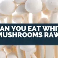 Can you eat white mushrooms raw