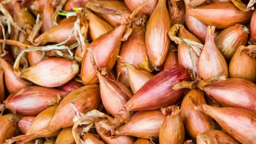 Can you use shallots in place of scallions