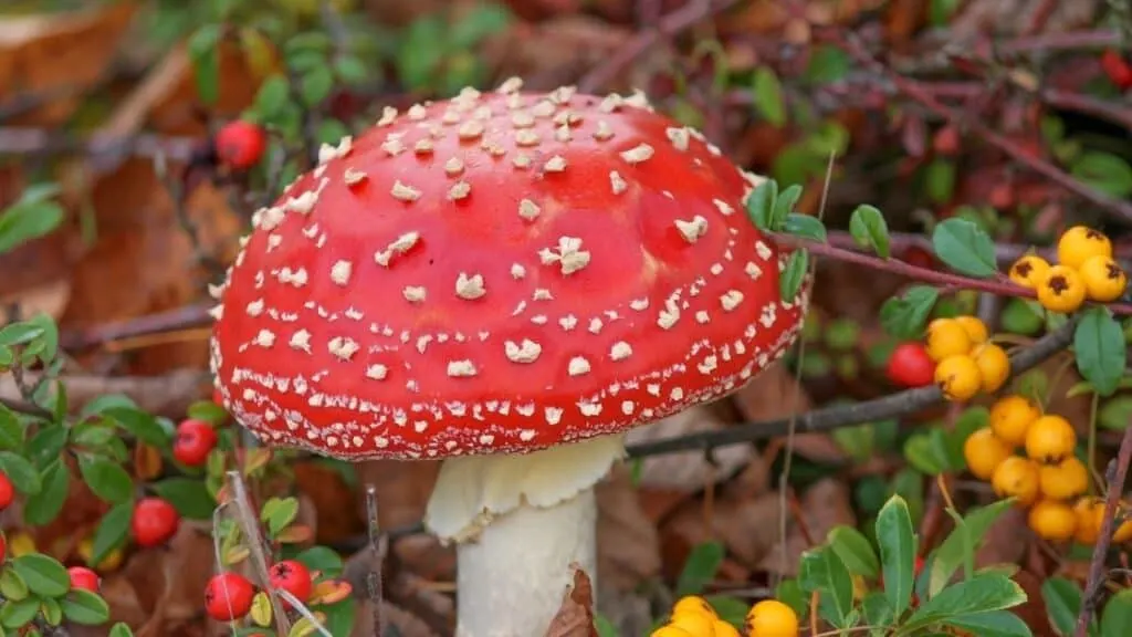 Carnivorous mushrooms