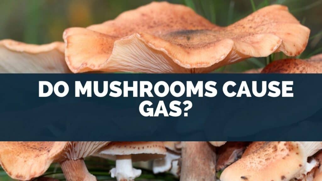 Do Mushrooms Cause Gas