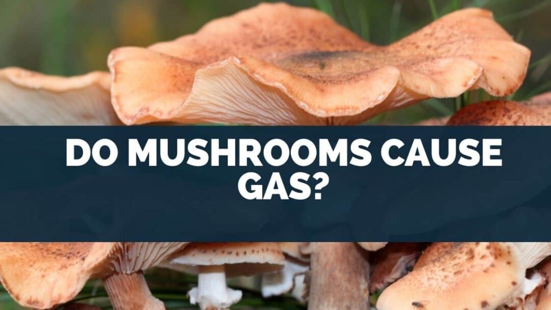 Do Mushrooms Cause Gas? [Bloating& Digestion Info]