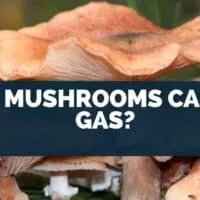 Do Mushrooms Cause Gas