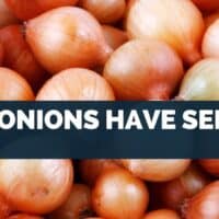 Do Onions Have Seeds