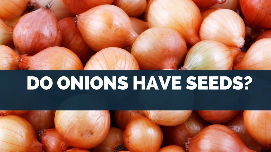 Do Onions Have Seeds? [Or Bulbs & What Is Edible]