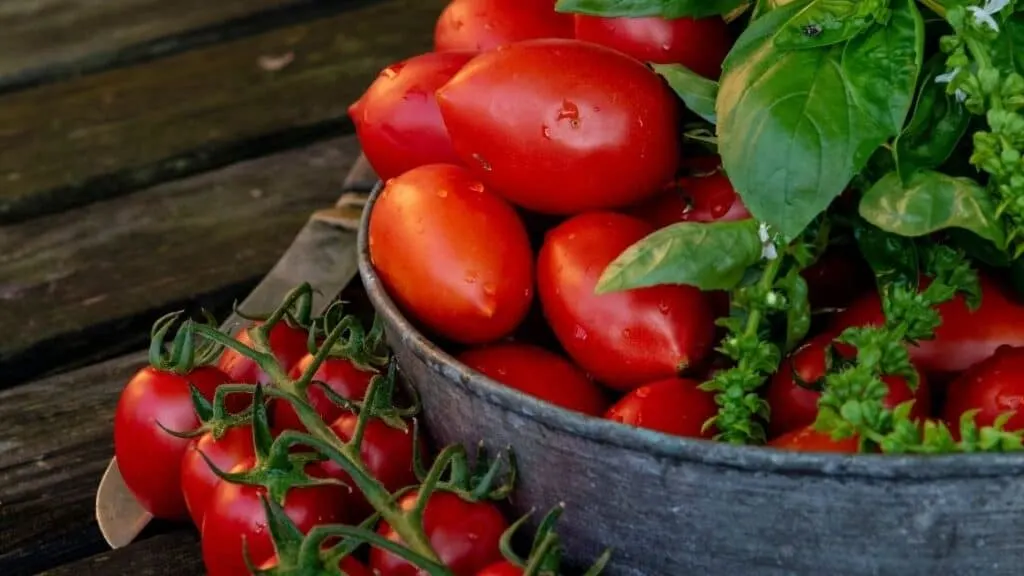 Do Tomatoes Make You Poop
