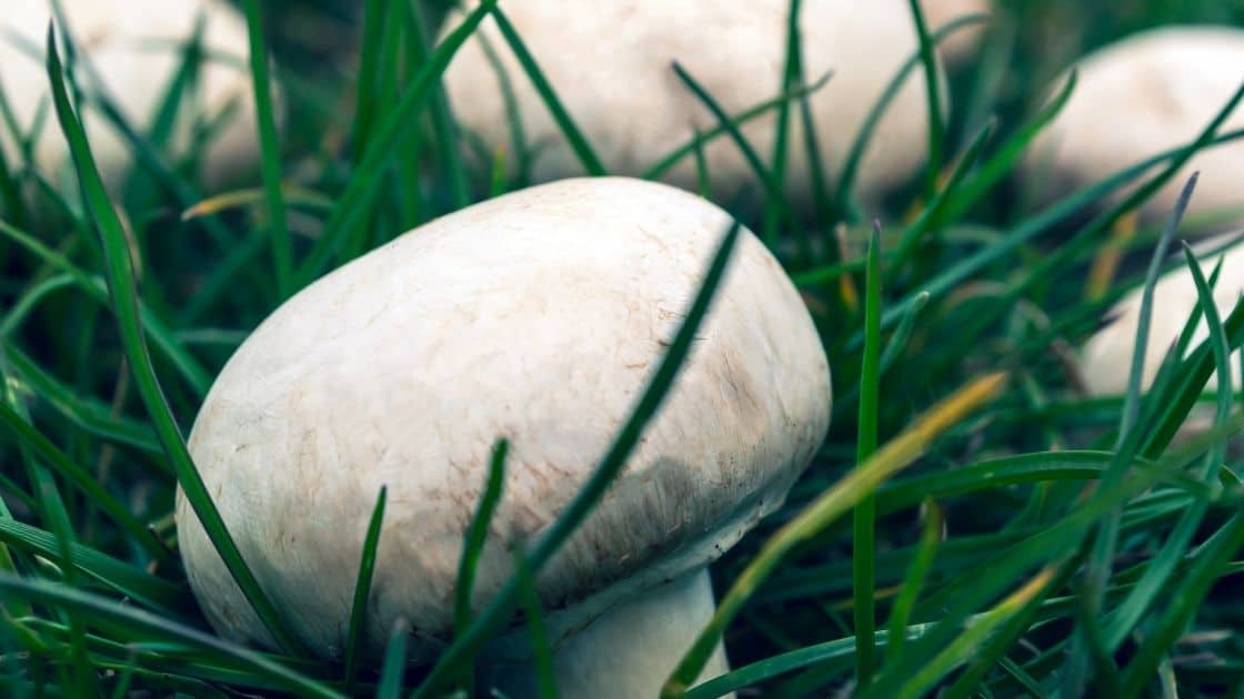 What Do Mushrooms Eat? [Wild Living, Carnivorous & Mysterious!]
