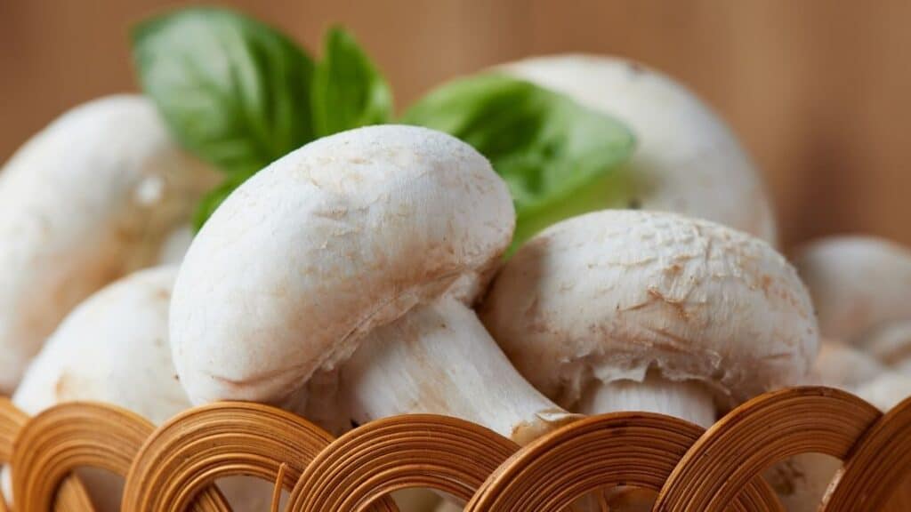 Do mushrooms eat plants