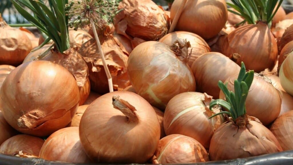 Does onion count as a vegetable