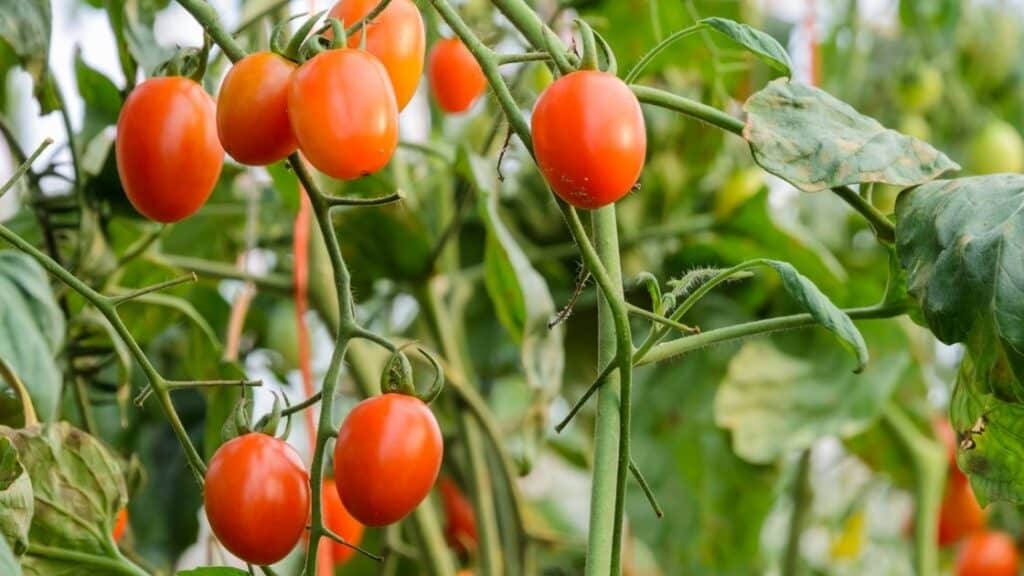 Grape Tomatoes Health Benefits