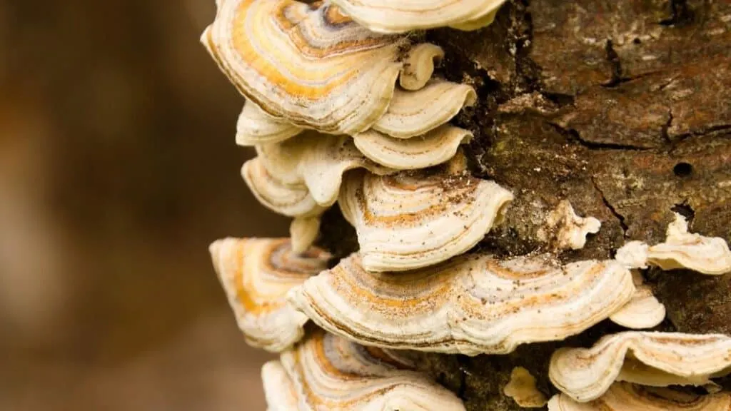 How are fungi similar to animals