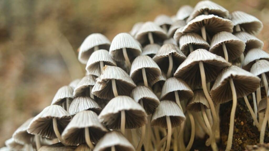 How do I know if the mushrooms in my yard are poisonous