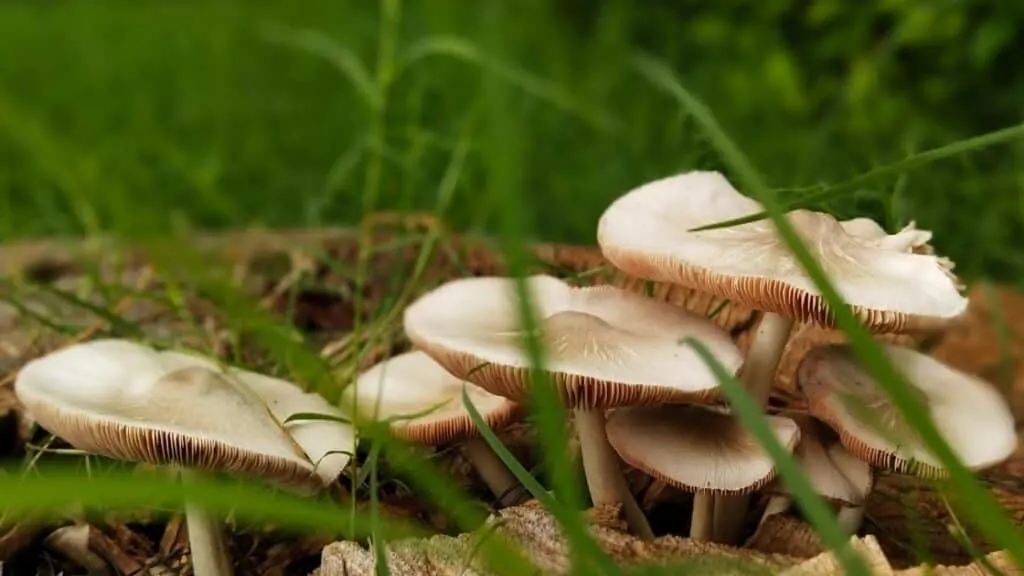 How long does it take to poop out mushrooms
