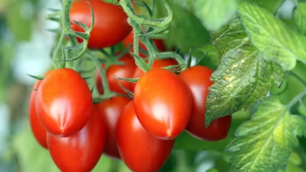 Is It Good to Eat Raw Tomatoes