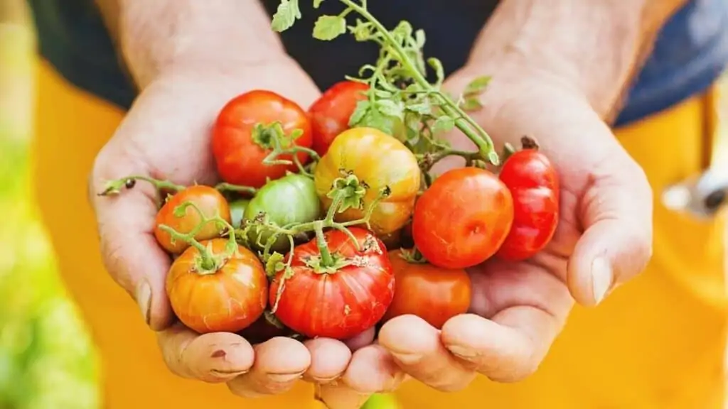 Is It Ok to Eat Tomatoes Everyday