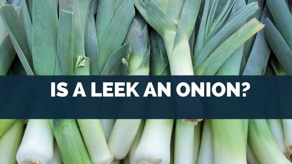 Is a Leek an Onion