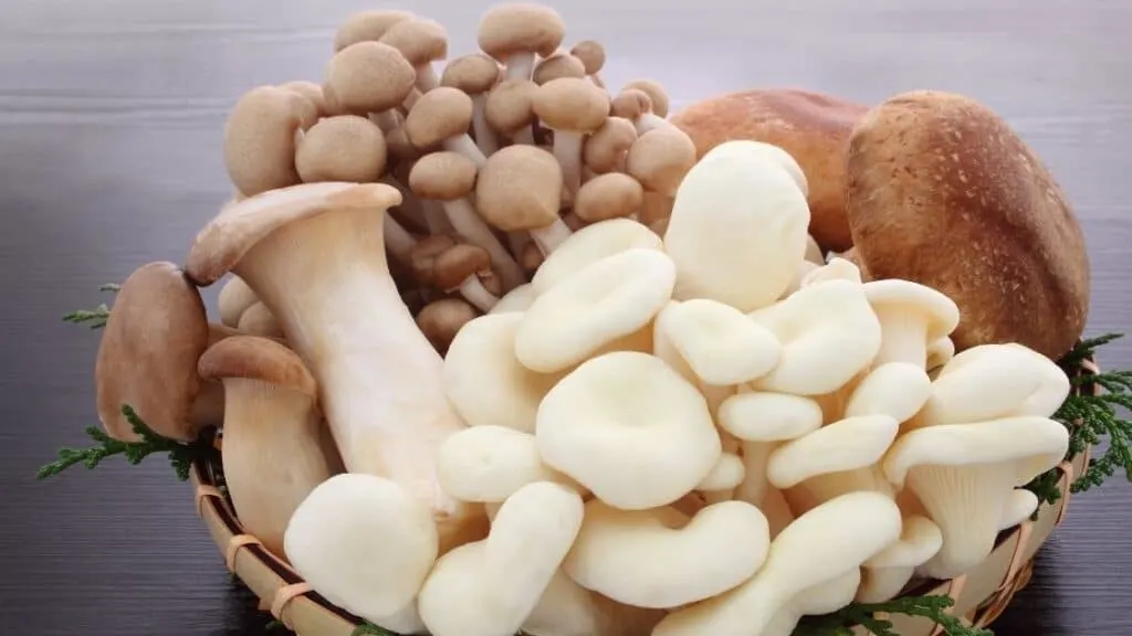 Is a mushroom a fungus