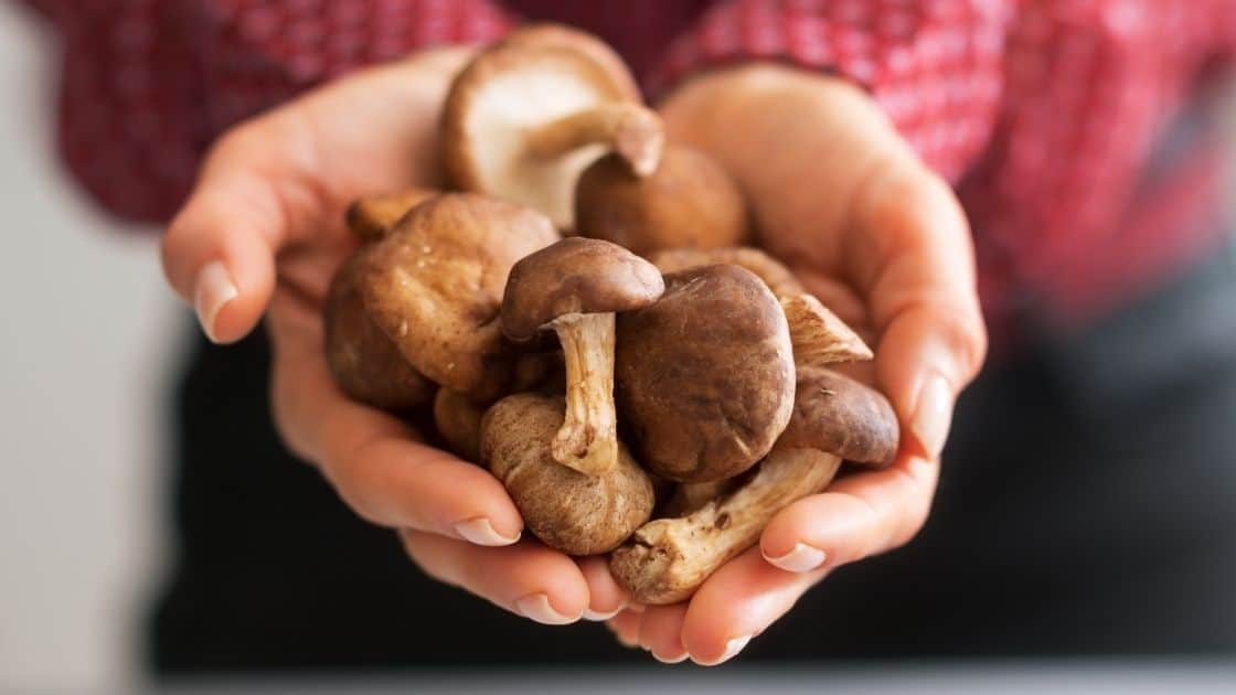 Can You Eat Shiitake Mushrooms Raw? [What Happens]