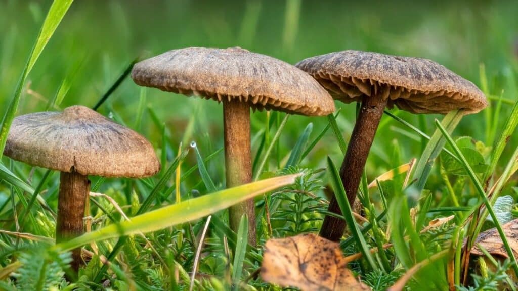 Is it dangerous to eat slimy mushrooms