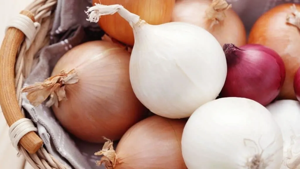 Is onion a root