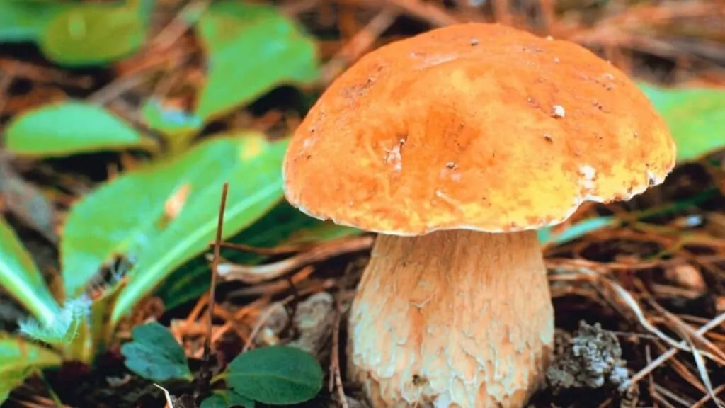 Mushroom stomach ache remedy