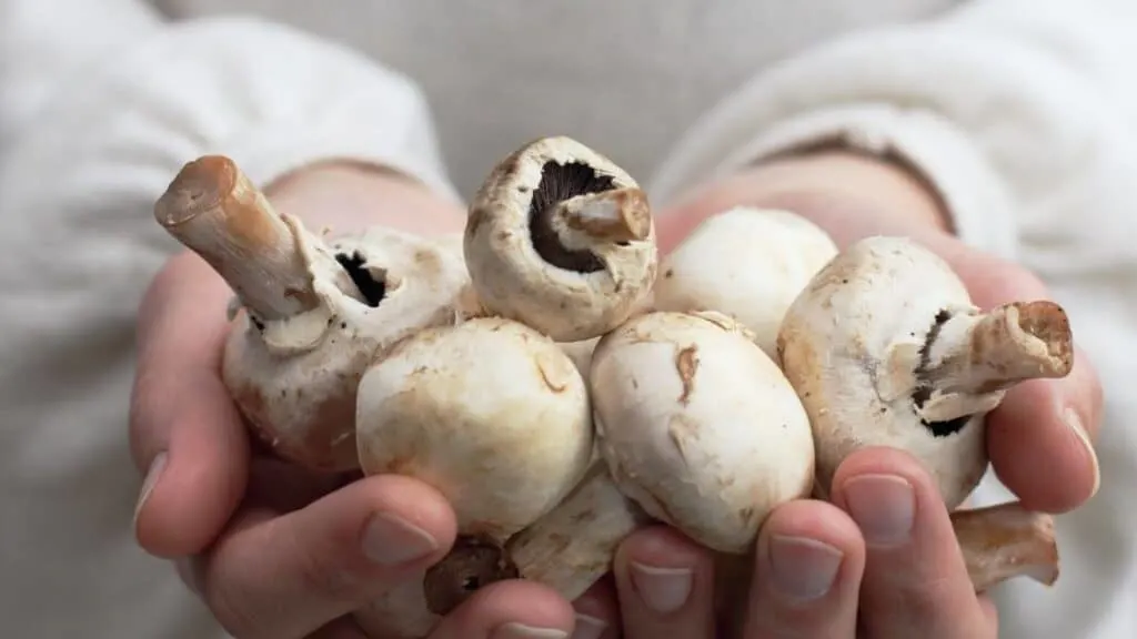 Mushrooms past sell by date