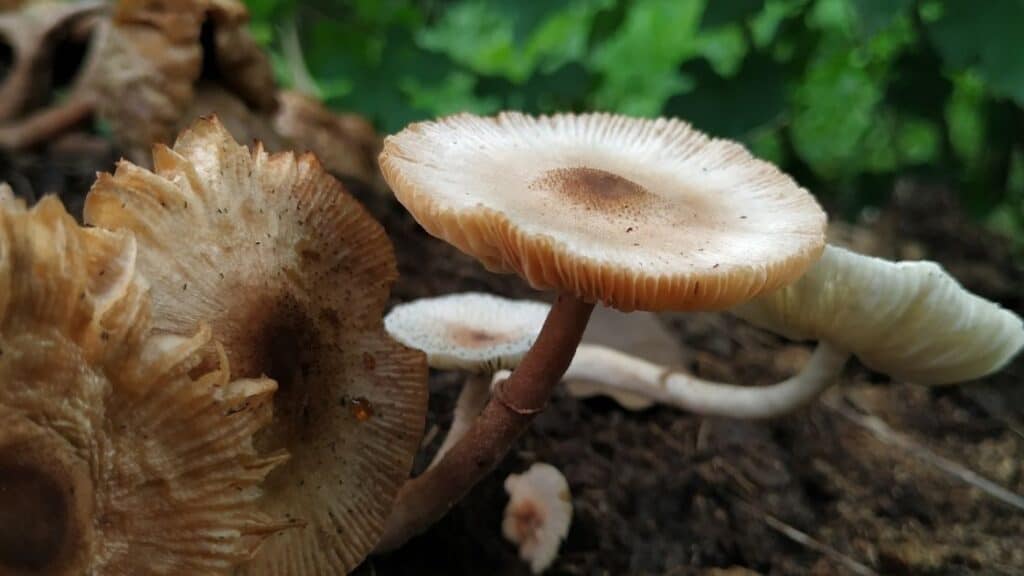 My child ate a mushroom from the yard