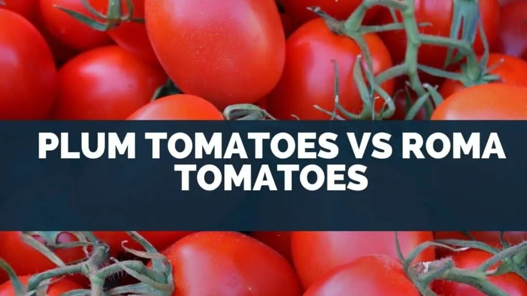 Plum Tomatoes vs Roma Tomatoes
