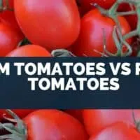 Plum Tomatoes vs Roma Tomatoes