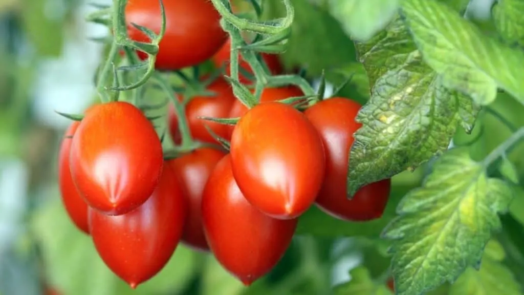 San Marzano vs Roma