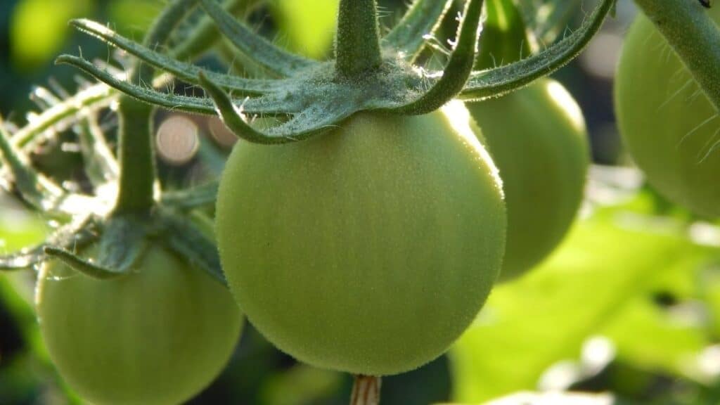 Should you pick green tomatoes