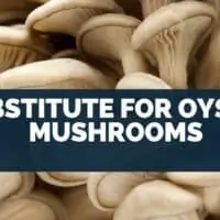 Substitute for oyster mushrooms