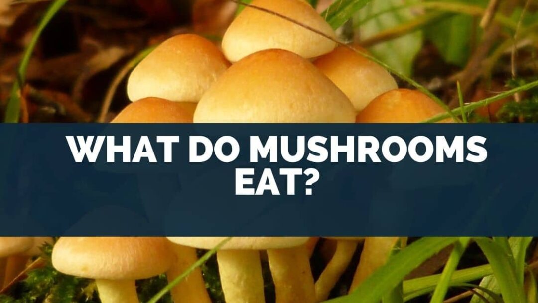 What Do Mushrooms Eat? [Wild Living, Carnivorous & Mysterious!]