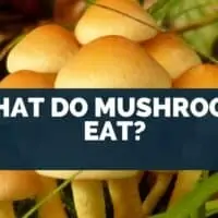 What Do Mushrooms Eat