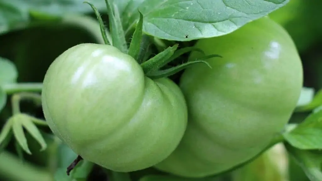 What Happens if You Eat Green Tomatoes