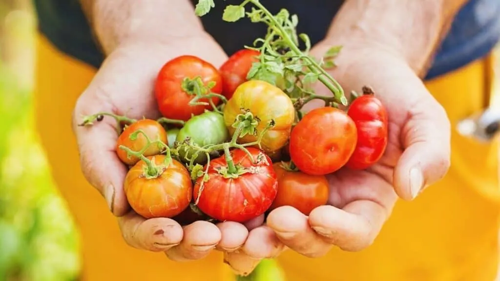 What Happens if You Eat a Lot of Tomatoes