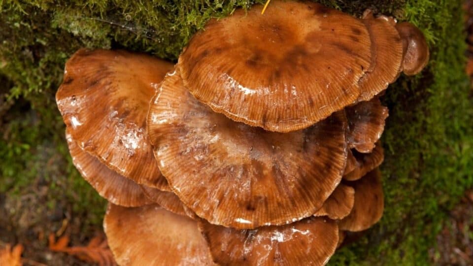 Can You Eat Slimy Mushrooms? [HOW To Cook]