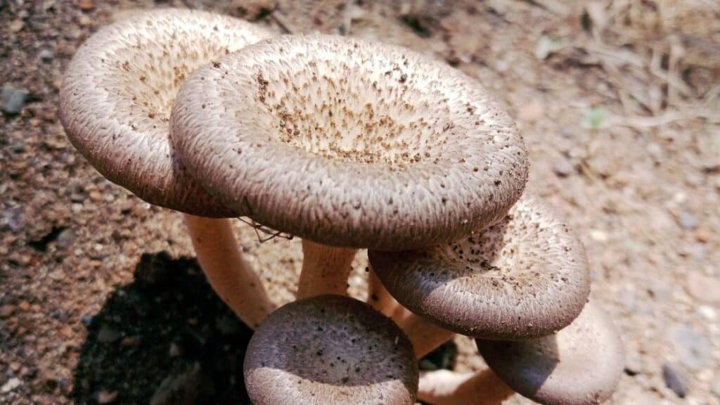 What compounds are in shiitake mushrooms that might make them dangerous