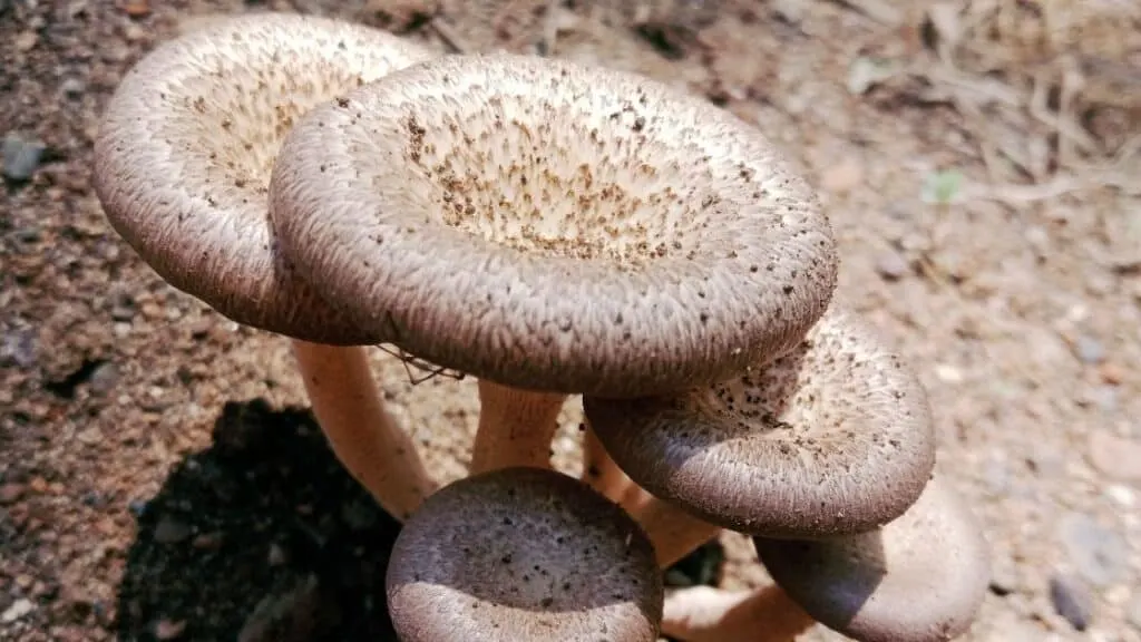 Can You Eat Shiitake Mushrooms Raw? [What Happens]