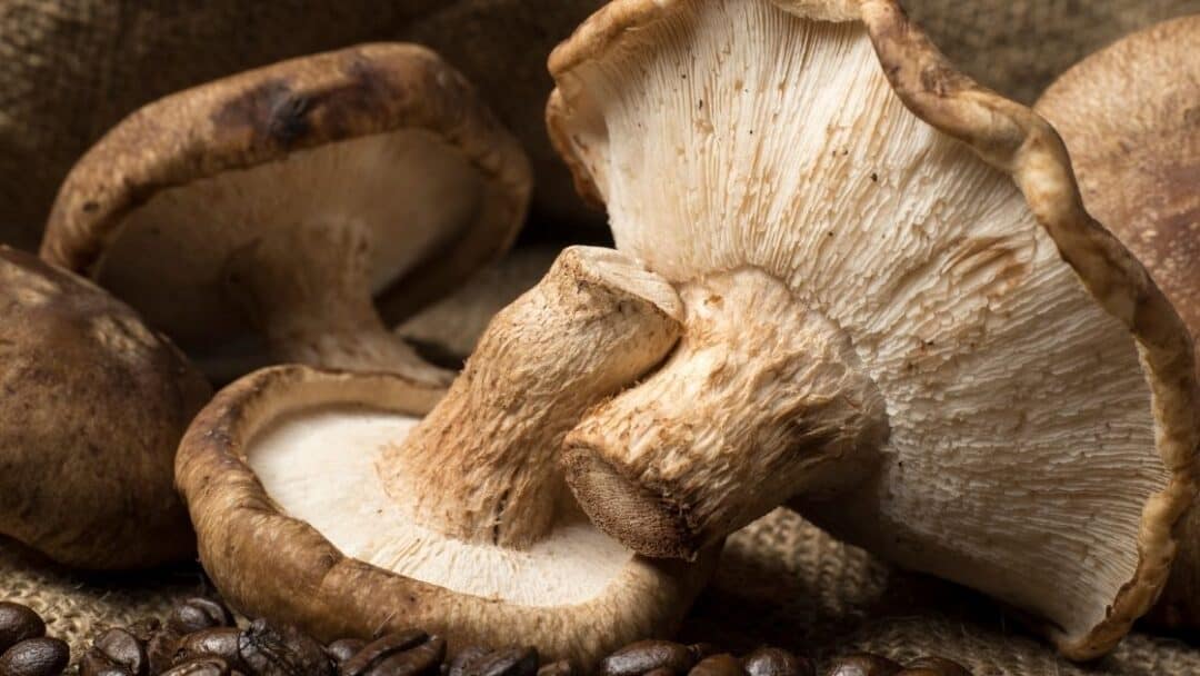 Can You Eat Shiitake Mushrooms Raw? [What Happens]