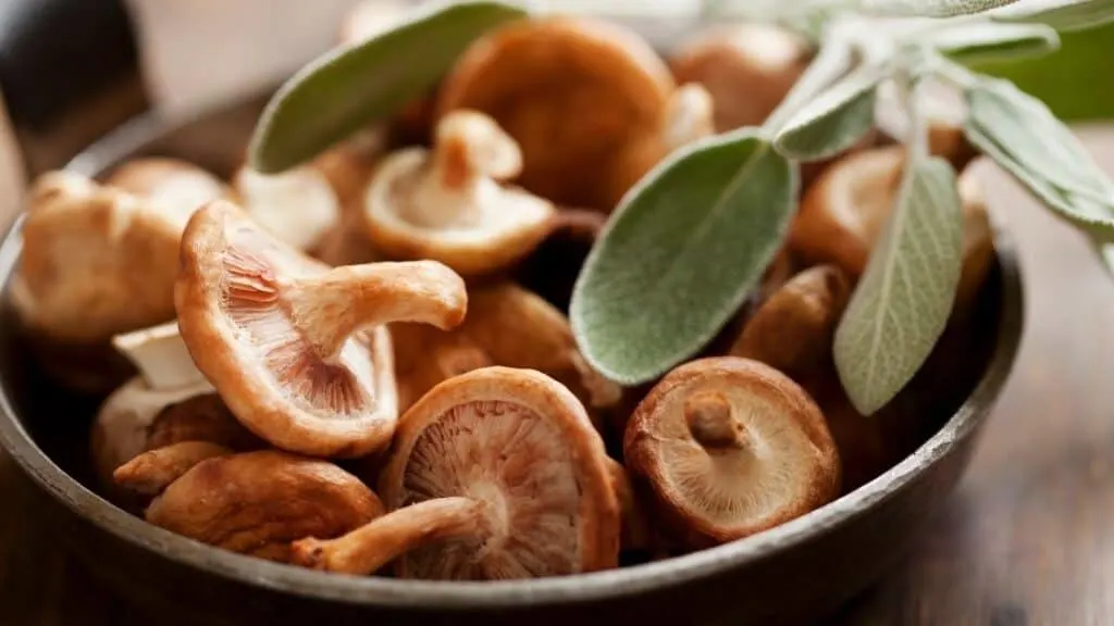 What mushroom is most similar to shiitake