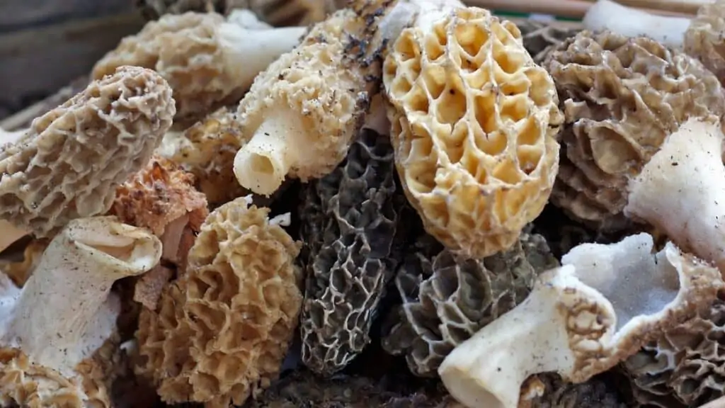 Which mushroom has most protein