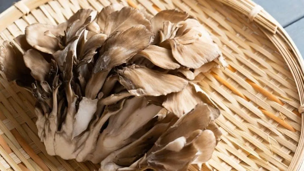 Which mushrooms are best for cooking