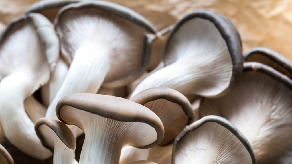 Which mushrooms are similar to oyster mushrooms